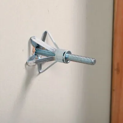 Molly Bolt